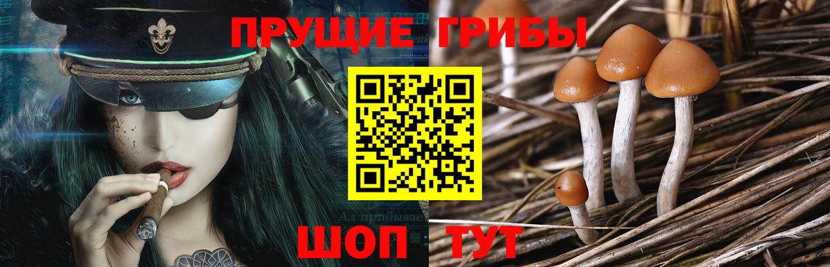 Галлюциногенные грибы GOLDEN TEACHER  Вход с VPN  Мурино 